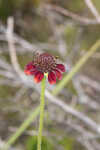 Grassleaf coneflower